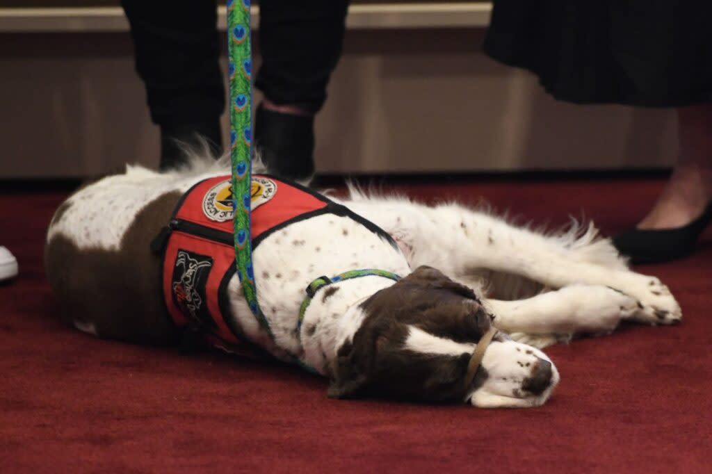A dog on the floor of the Alabama House of Representatives.