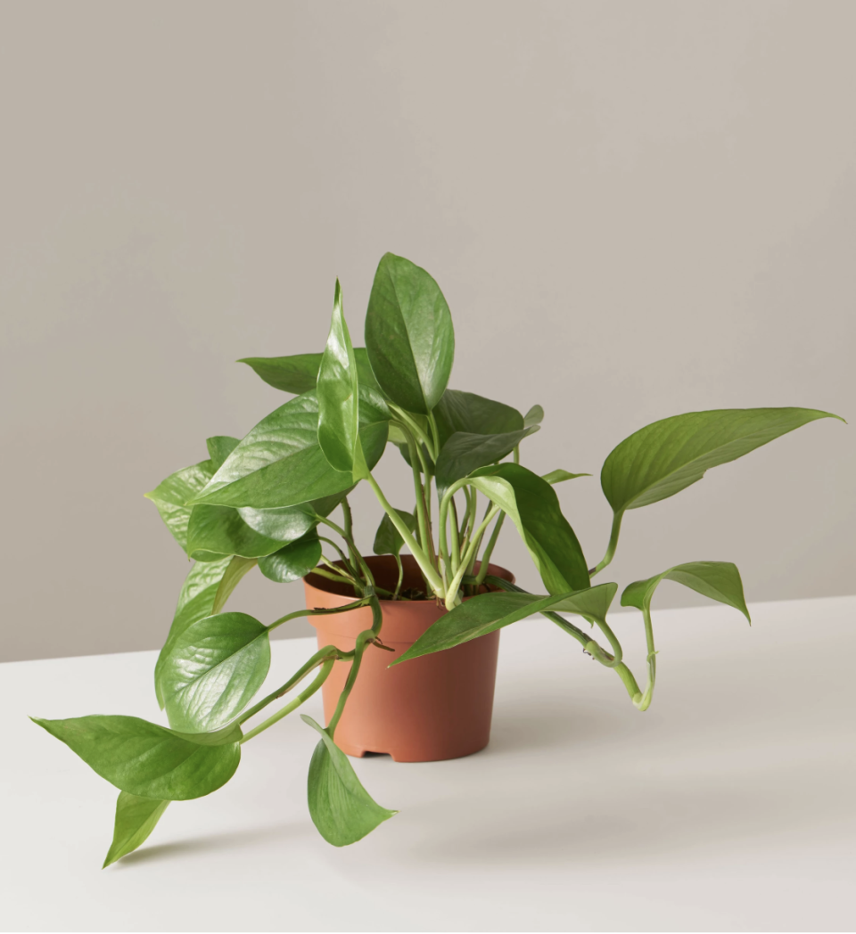 Pothos Jade