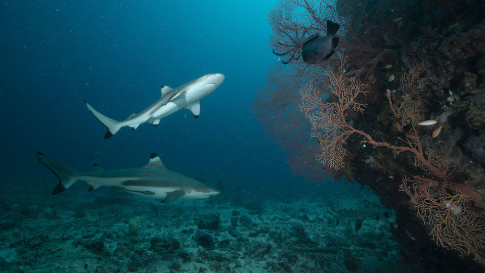Morotai Island, Indonesia: Two black tip reef sharks next to coral head