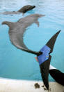 Un cuidador sostiene una cola artificial que se le adaptó a Fuji, una delfín hembra, que se estima tiene unos 37 años, en el Okinawa Churaumi Aquarium, en el pueblo de Motobu, en la isla sureña de Okinawa, Japón, el 14 de febrero de 2007. Fuji perdió el 75% de su cola debido a una enfermedad desconocida. La delfina puede nada y saltar suando al cola artificial, que se cree sea la primera prótesis realizada para un delfín, y que fue desarrollada por veterinarios y un equipo de Bridgestone Co., los mayores productores de neumáticos de Japón.REUTERS/Issei Kato