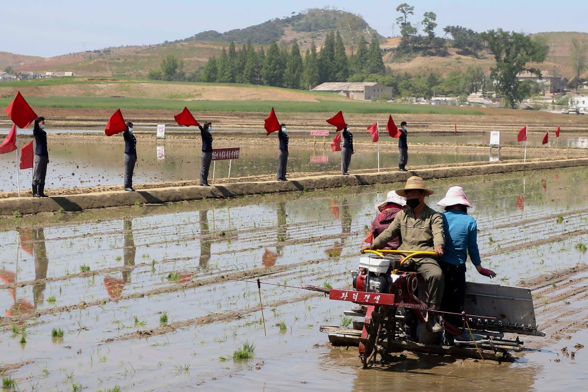 File Farmers plant rice using rice seedling transplanter at Chongsan Cooperative Farm in Kangso District, Nampho, North Korea in 2022 (AP)