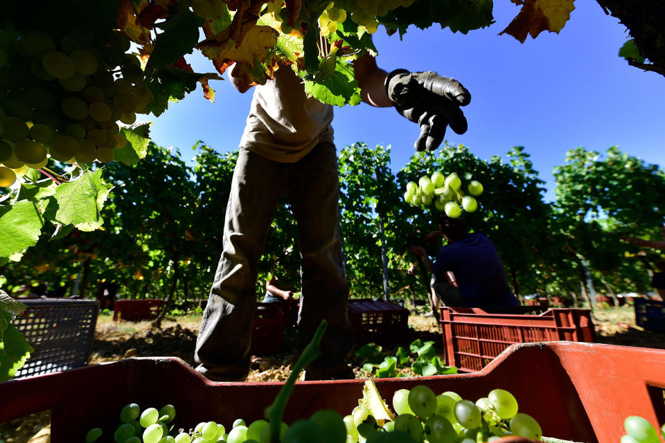 Workers collect grapes on Sept. 3, 2019 in a vineyard near Rauzan in the Entre-Deux-Mers region near Bordeaux, southwestern France | Georges Gobet—AFP/Getty Images