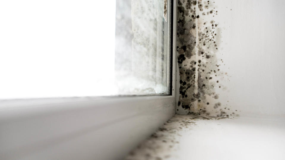 Mold around window