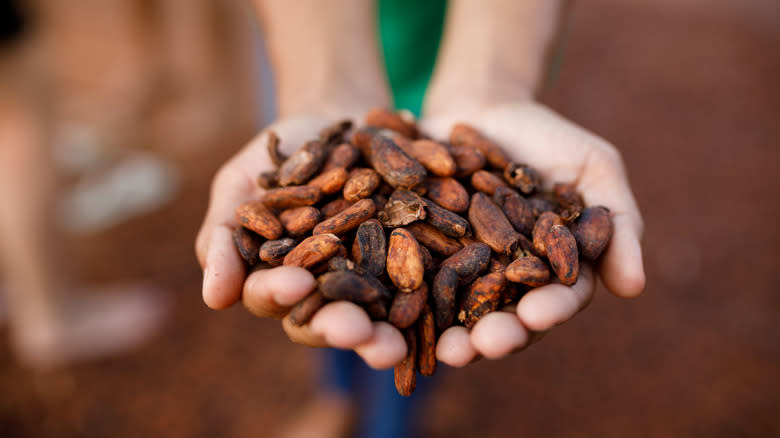 cocoa beans in hands