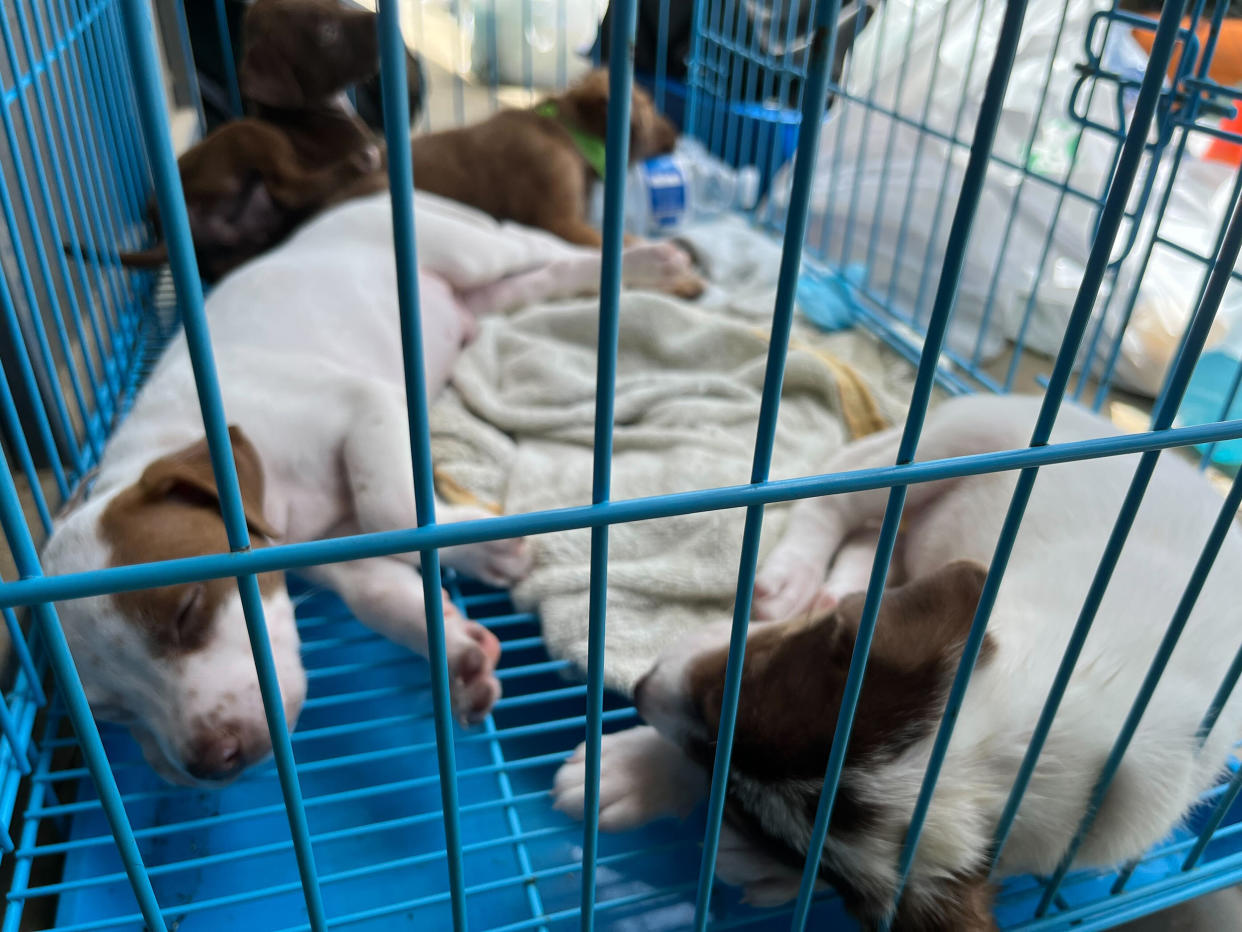 Four sleeping 5-week old puppies, rescued from the street after Hurricane Fiona hit Puerto Rico. (Danielle Campoamor / TODAY)