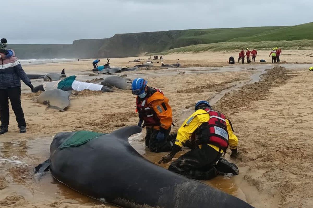 Piolt whales mass stranding – Isle of Lewis, Scotland (2023) (BDMLR / PA)