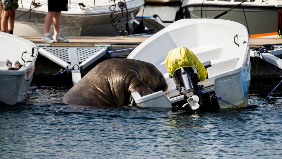 Walross-Weibchen Freya ist tot. (Bild: dpa)