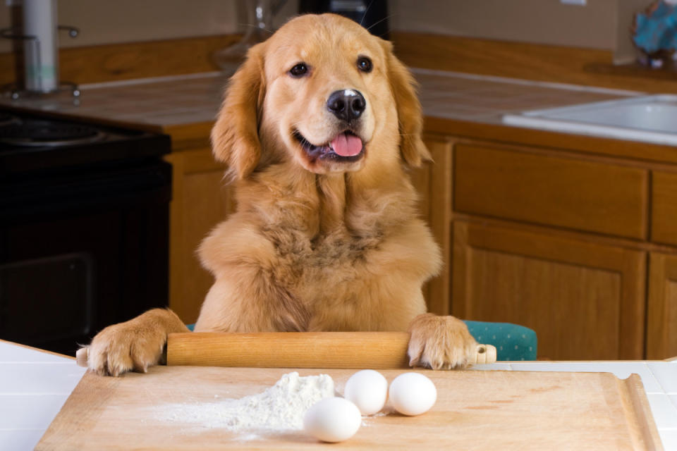 Don't let your dog near the dough.<p>MPH Photos/Shutterstock</p>