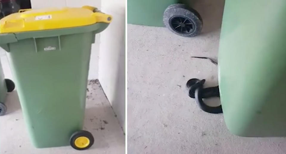 A snake (right) was discovered hiding under a Sunshine Coast resident's wheelie bin (left).