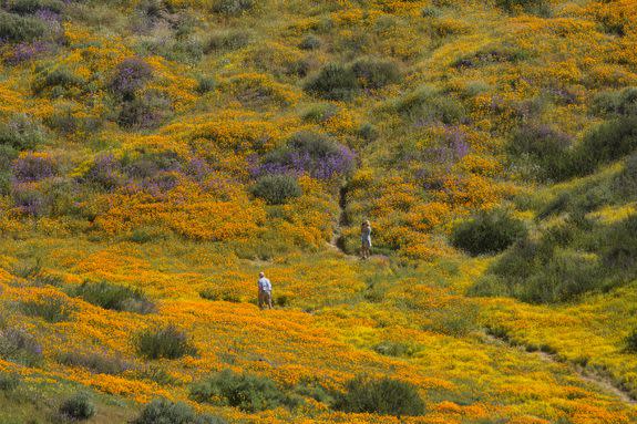 Speaking of wildflowers, check out California's 'super bloom' in this March 16, 2017 photo.