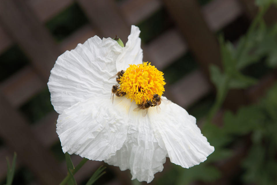 This 2015 photo provided by The G2 Gallery, shows a matilija poppy with honey bees in environmentalist, philanthropist and photographer Susan Gottlieb's baseball field-sized Gottlieb Native Garden surrounding her hillside home in Beverly Hills, Calif., and is featured in her 2016 book "The Gottlieb Native Garden: A California Love Story." (Susan Gottlieb/The G2 Gallery via AP)