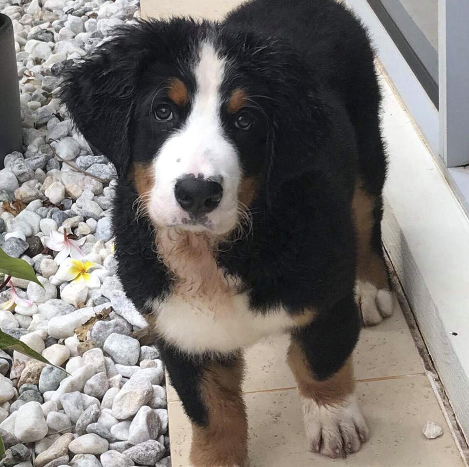 Pictured is Angel, a six-month-old bernese mountain dog puppy, who died in Brisbane, Queensland, after swallowing rope from her teddy bear toy.