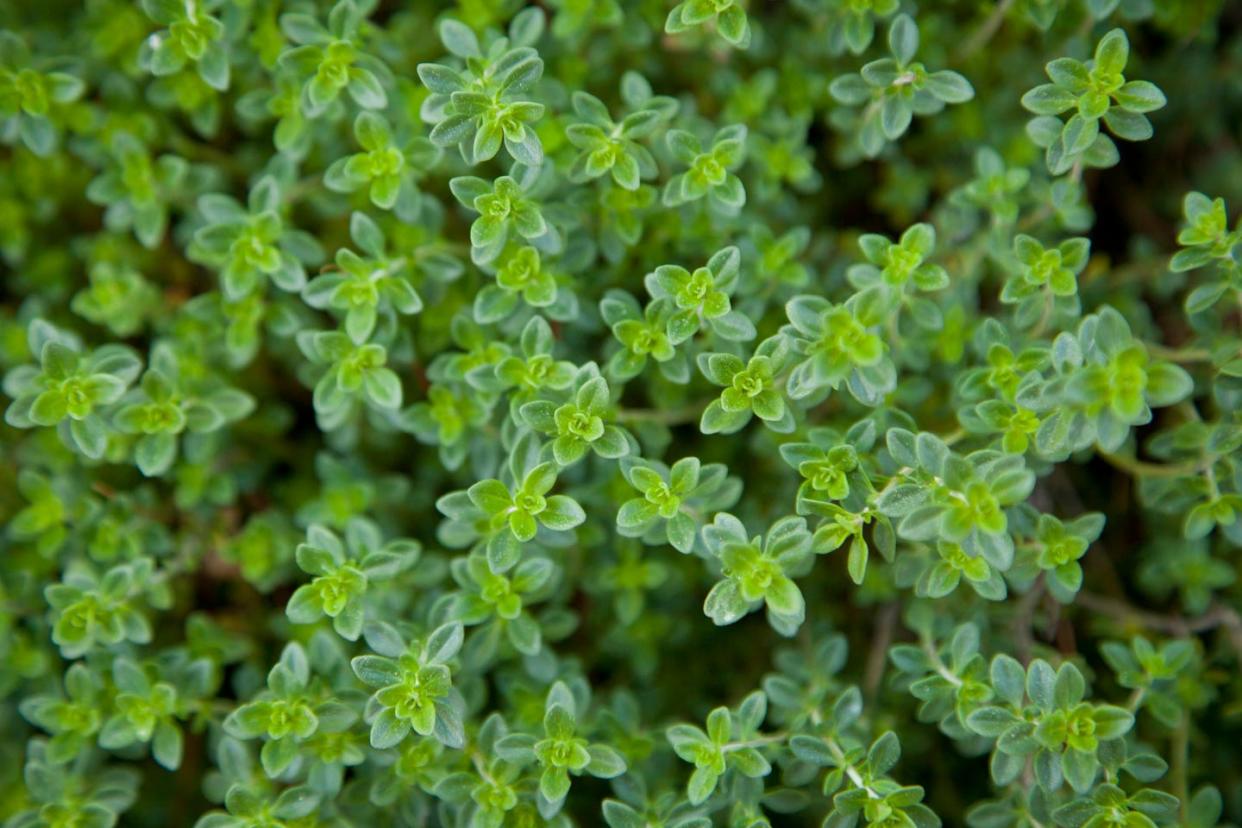 plants that repel bugs lemon thyme