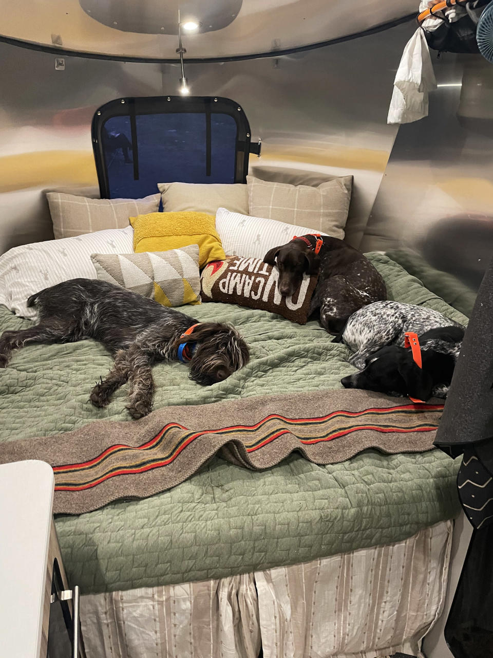 three dogs in camper trailer