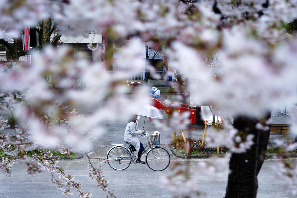 A woman wearing a protective face mask to help stop the spread of the coronavirus rides a bicycle past blooming cherry blossom trees Wednesday, April 1, 2020, in Tokyo. The new coronavirus causes mild or moderate symptoms for most people, but for some, especially older adults and people with existing health problems, it can cause more severe illness or death. (AP Photo/Eugene Hoshiko)