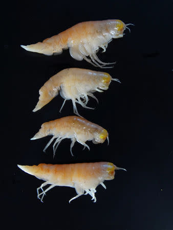 Hirondellea gigas, shrimp-like creatures from the deepest part of the ocean, more than 10,000 metres deep in the Mariana Trench, in the Northwest Pacific Ocean, are found to have man-made pollutants in them, in this handout photo provided February 13, 2017. Alan Jamieson/Newcastle University/Handout via Reuters