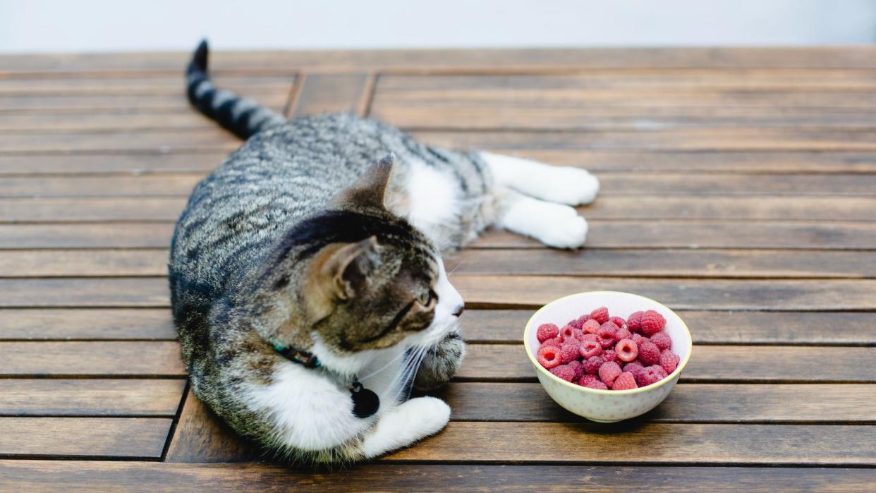 cat sitting next to raspberries