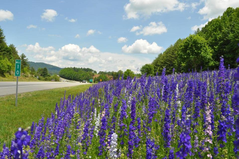 Rocket Larkspur flowers at I-26 westbound mile marker 10 in 2022.