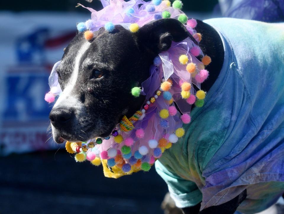The Krewe of Barkus and Meoux Parade-Unleash the Decades: A Pet Parade February 13, 2022, at the Louisiana State Fairgrounds.