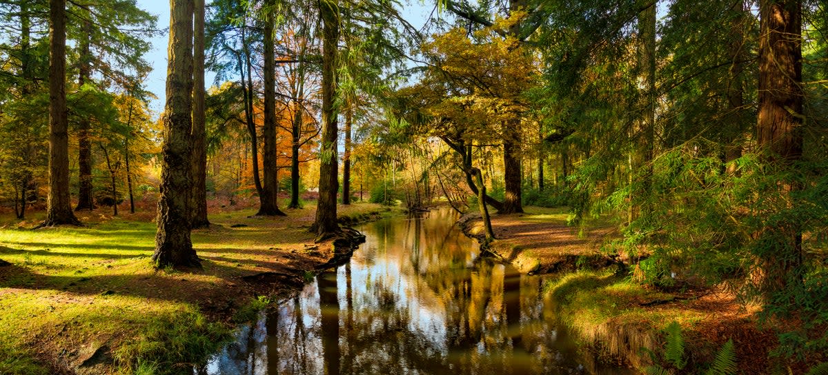 The New Forest, Hampshire (Getty/iStock)