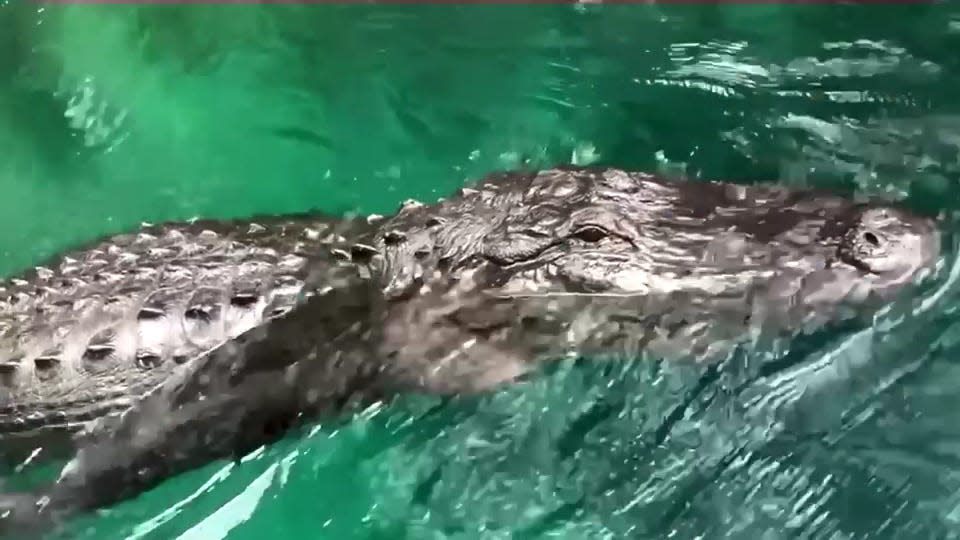 Alligator encounter