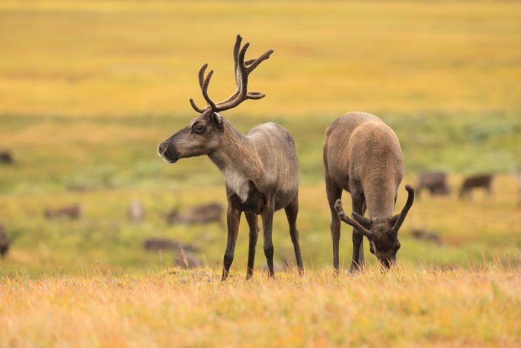 Two reindeer grazing a yellow tundra landscape.