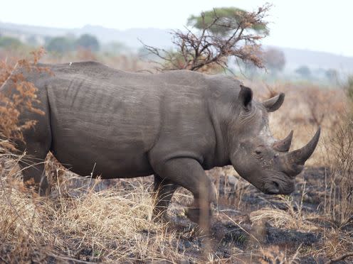 <span class="caption">A southern white rhino in South Africa.</span> <span class="attribution"><span class="license">Author provided</span></span>