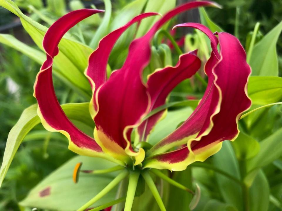 Flame Lily, or Gloriosa Flower.