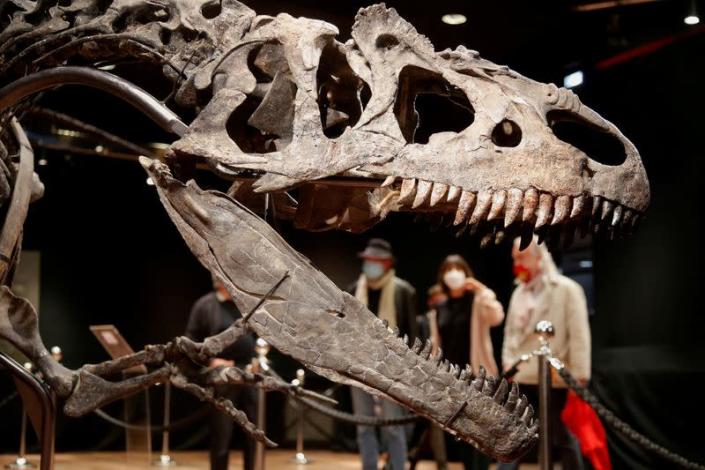 FILE PHOTO: 150 million-year old skeleton of an Allosaurus on auction