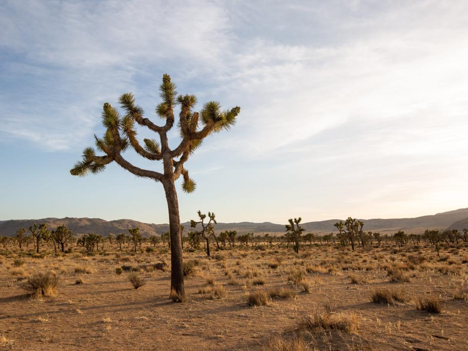 A Joshua Tree in the desert.
