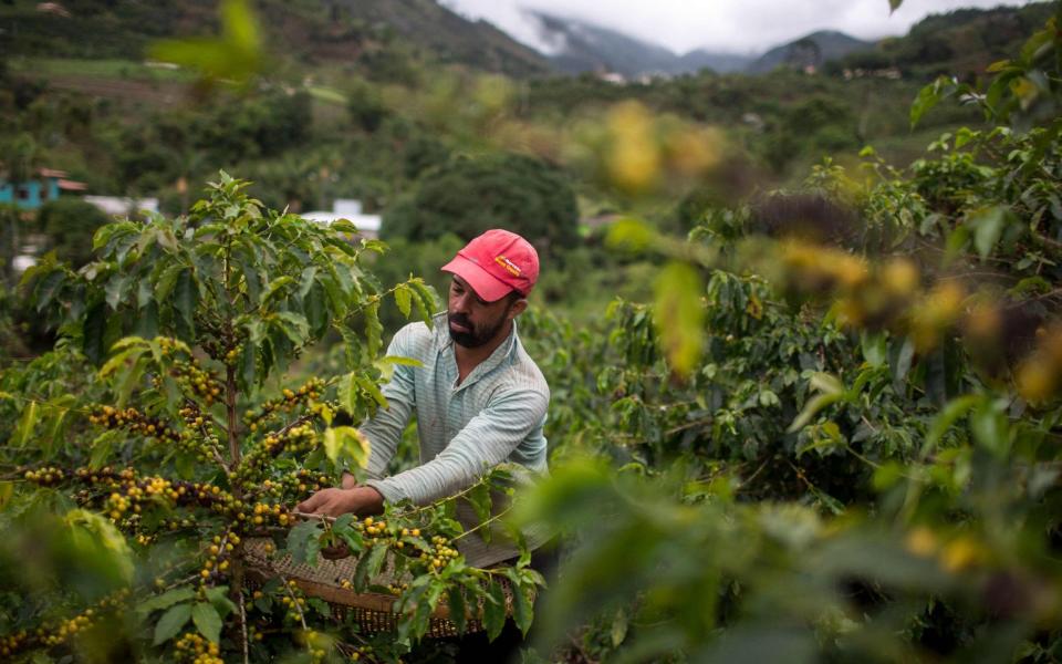 Coffee farm - MAURO PIMENTEL/AFP via Getty Images