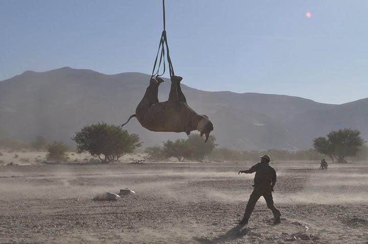 A tranquilized rhino hangs in the air. / Credit: Namibian Ministry of the Environment, Forestry, and Tourism