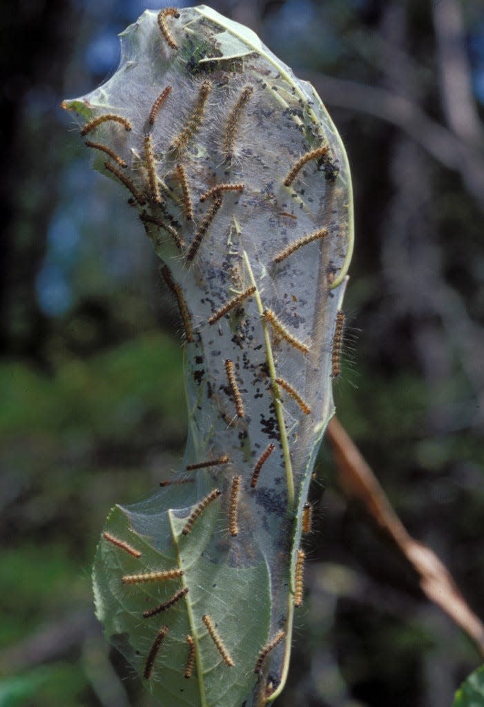 Fall webworms form nests in trees in the fall, and are only a concern for small, less established trees.
