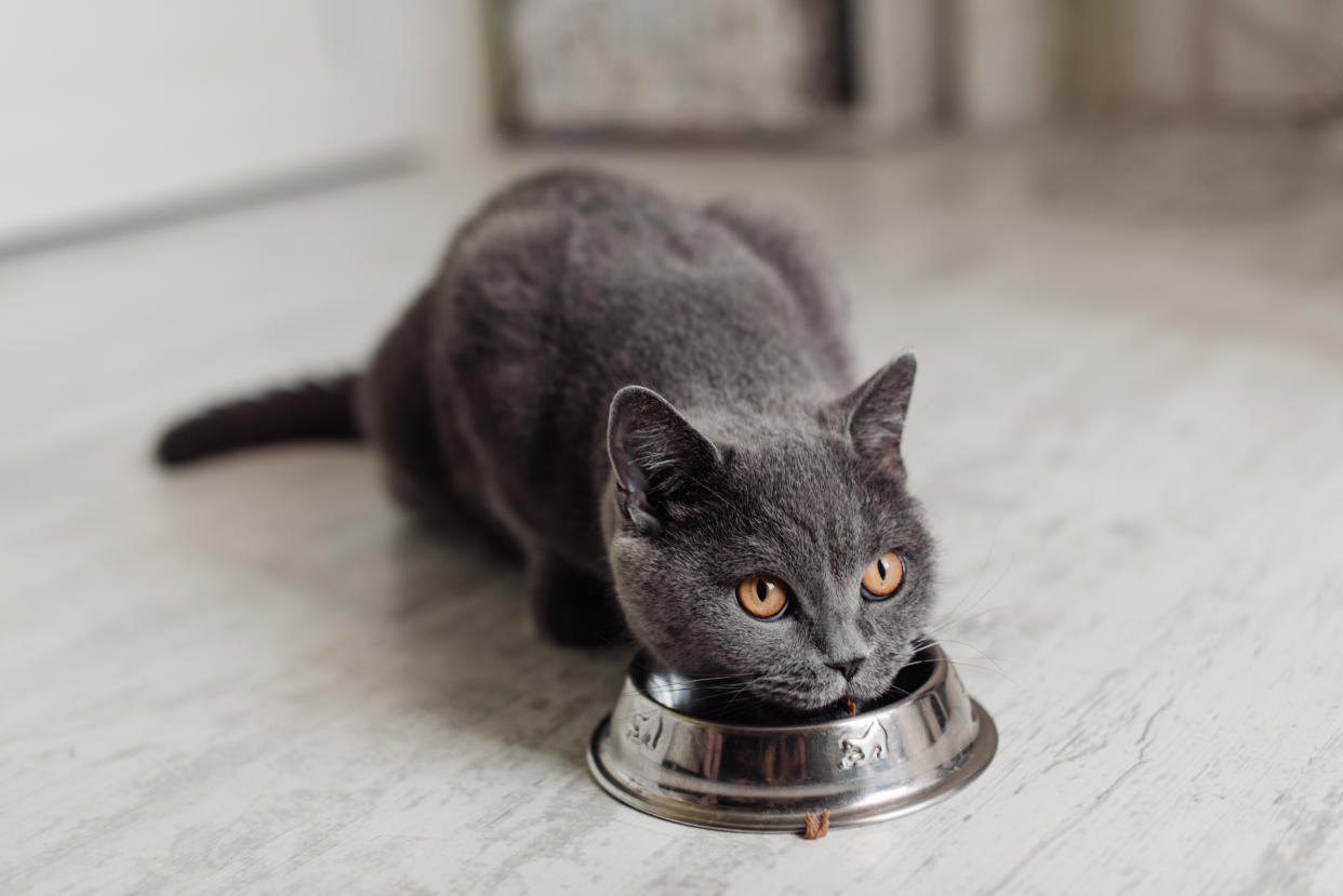 Katzen sind Gewohnheitstiere – bei vielen muss es stets dasselbe Katzenfutter sein. (Bild: Getty Images)