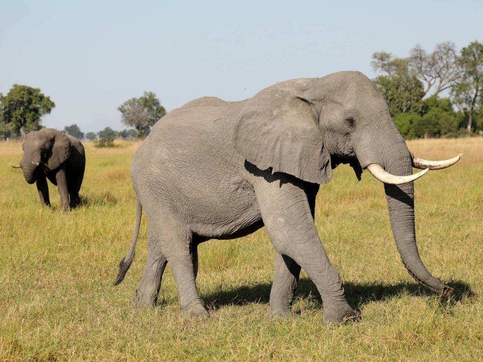 Botswana is home to almost a third of Africa's remaining elephants: Reuters