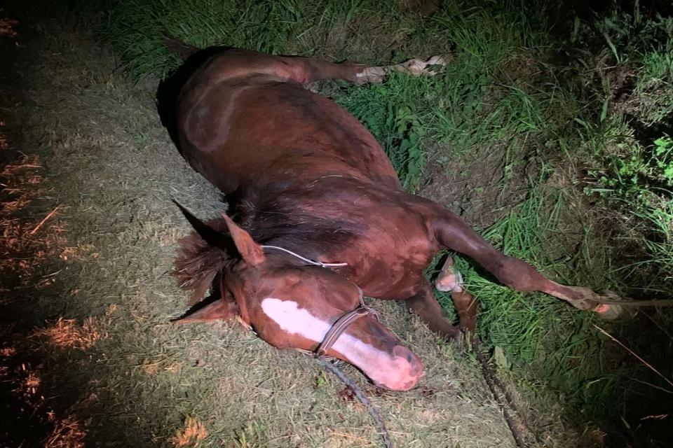 This photo released by Veronique de la Brelie shows her horse Cimona lying injured in a ditch after it has been attacked in northwestern France (FAMILY HANDOUT/AFP via Getty Ima)