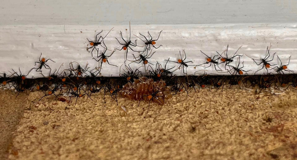 Assassin bugs.