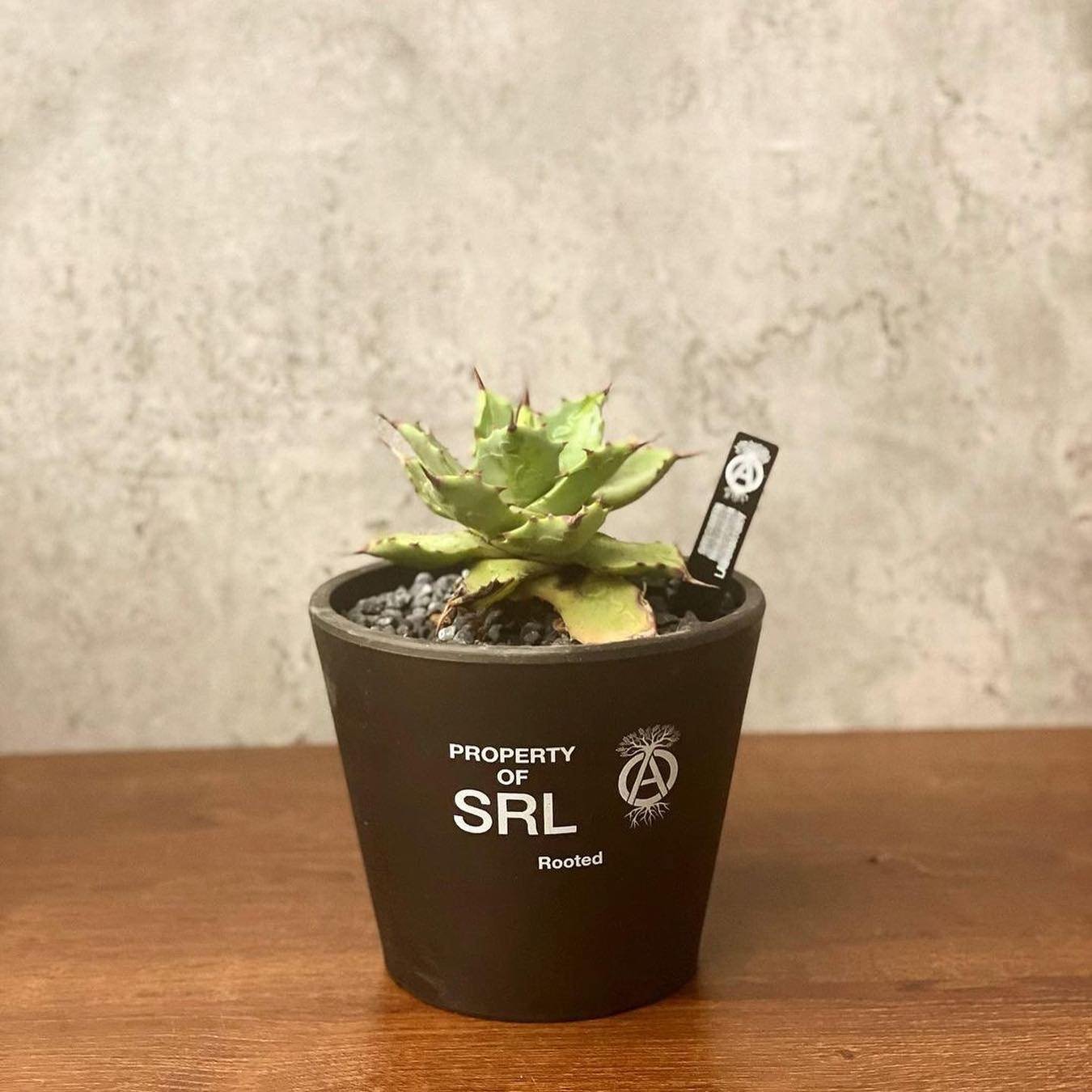 アイテム一覧 neighborhood srl TAPERED / P-PLANT POT | slumberuk.com