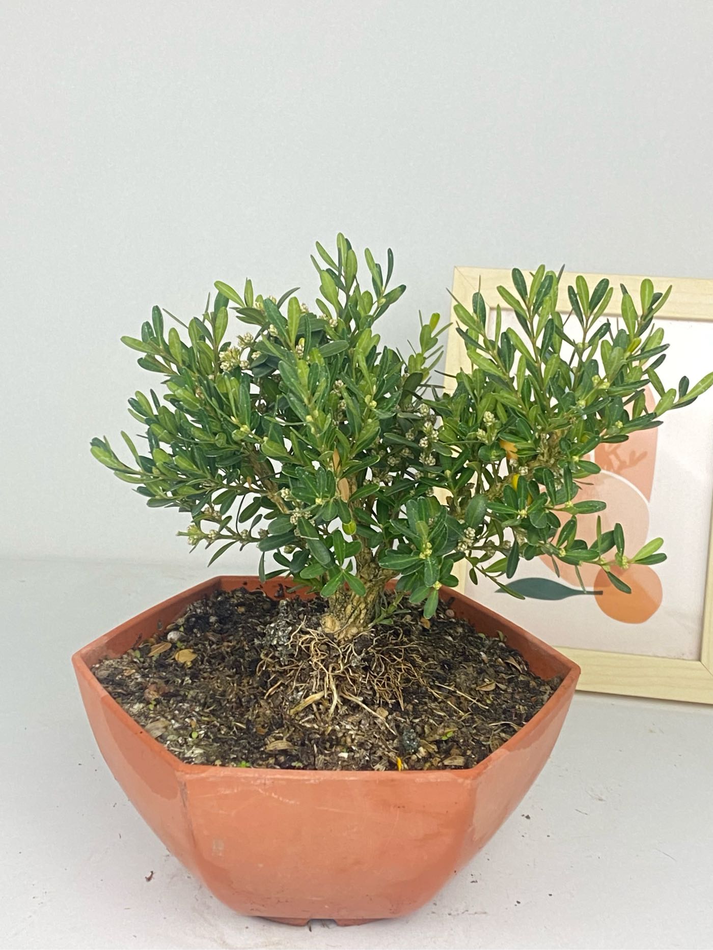 ｛英宏｝常綠植物 小品盆栽 雀舌黃楊金柳6寸八角盆