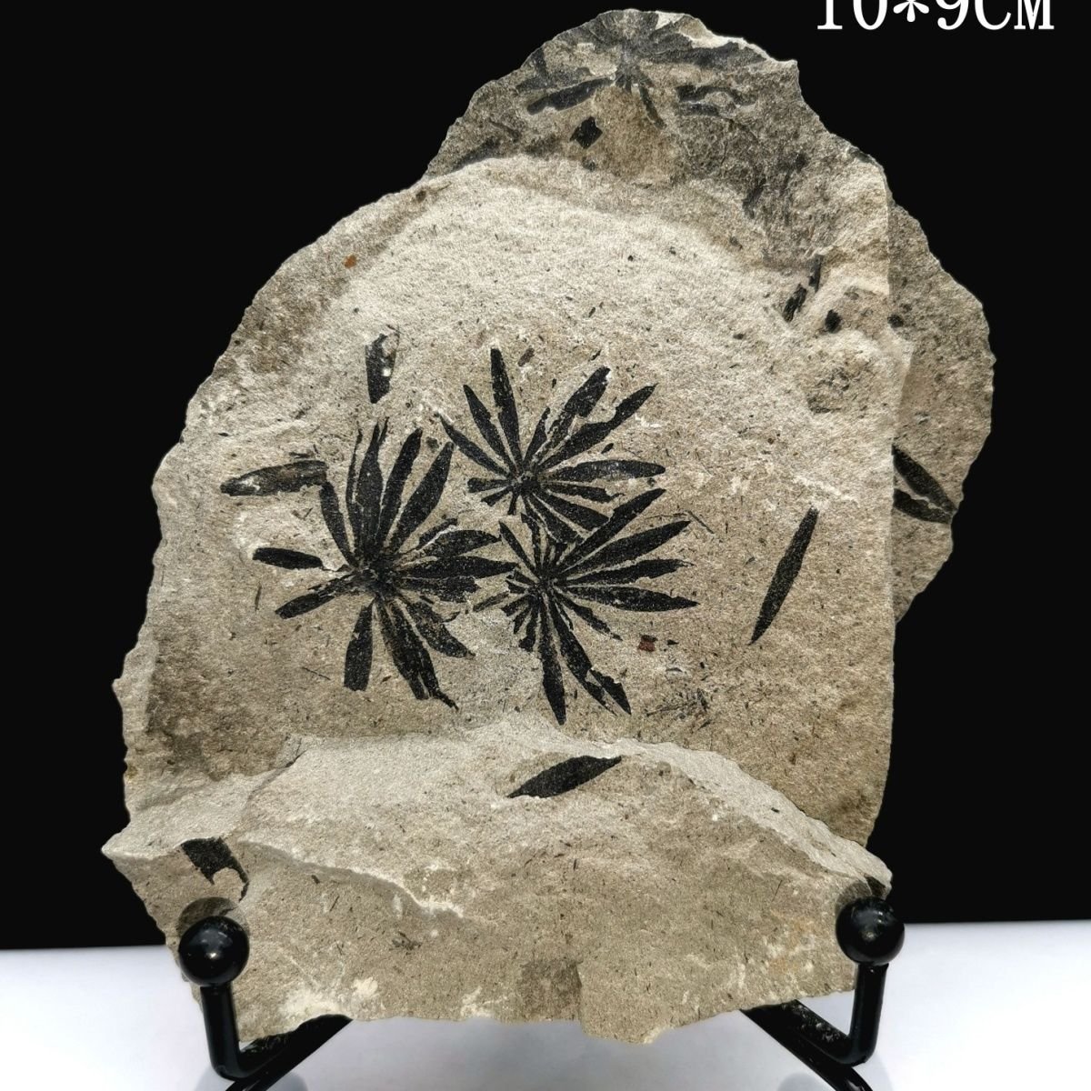 ☆葉化石 標本 植物 - www.construtorapotencial.com.br