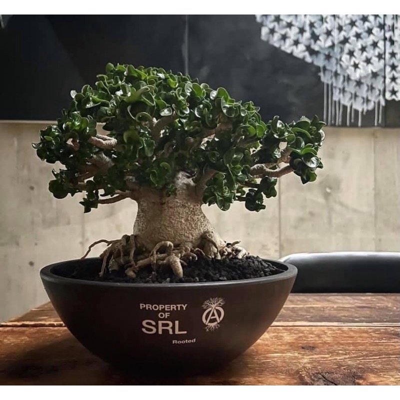 SRL STRAIGHTTYPE PLANT POT PP ついに入荷 - 小物