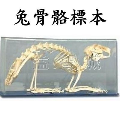 益智城新館 動物骨骼標本 自然科學教具 生物標本 脊椎動物標本 兔骨標本 兔骨骼標本 哺乳類 兔子標本 兔子骨骼標本 Yahoo奇摩拍賣