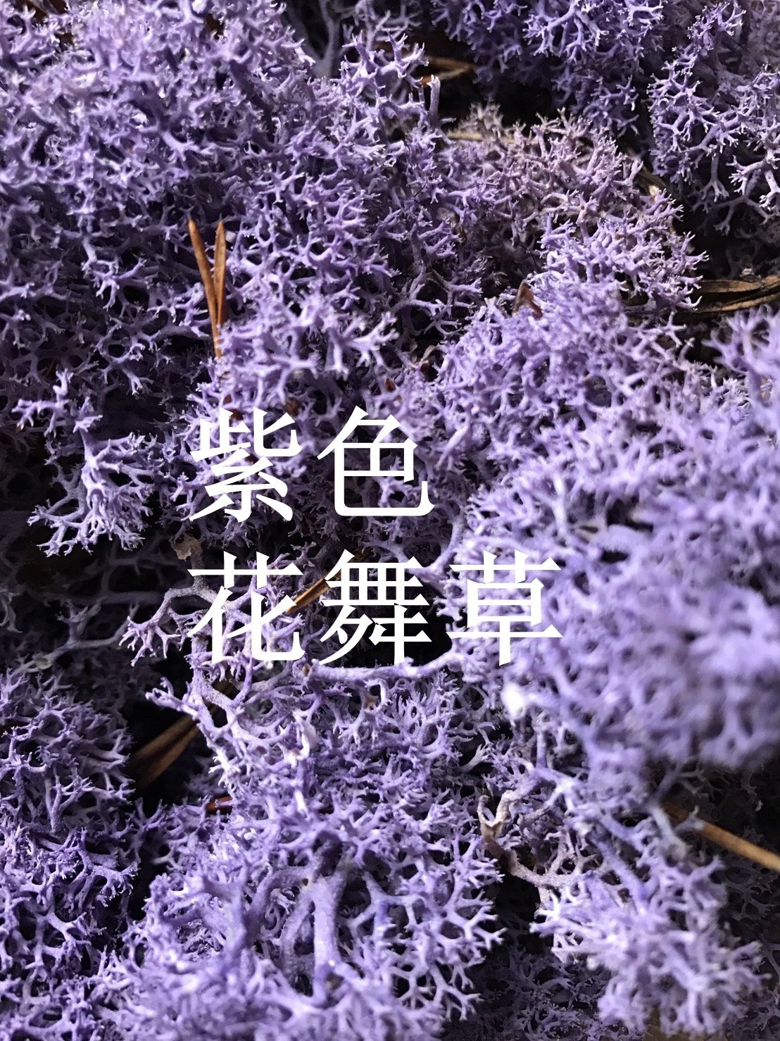 本月特價 北歐挪威馴鹿苔草 水草 Moss 乾燥花不凋花多肉花藝用品園藝造景建築模型 原裝大盒 Yahoo奇摩拍賣