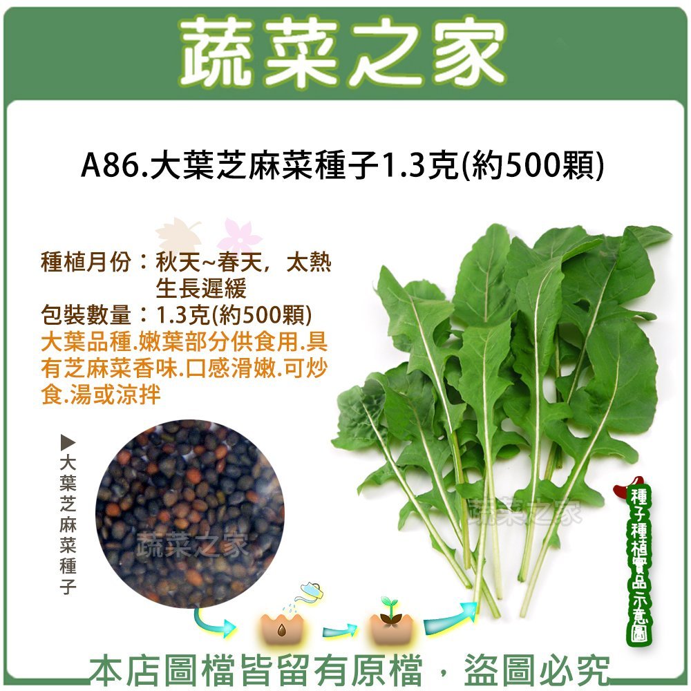 蔬菜之家 A86 大葉芝麻菜種子1 3克 約500顆 大葉品種 蔬菜種子 嫩葉部分供食用 有芝麻菜香味 口感滑嫩 Yahoo奇摩拍賣