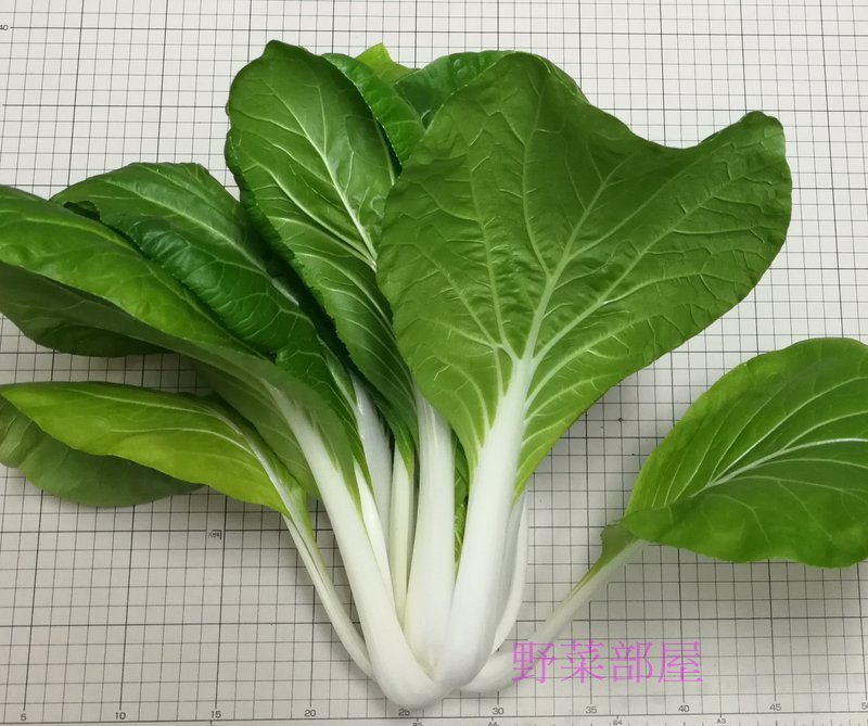 野菜部屋 蔬菜種子 F09日本黑葉白菜種子2 5公克 約1000粒 奶油白菜 葉片柔嫩 每包12元 Yahoo奇摩拍賣