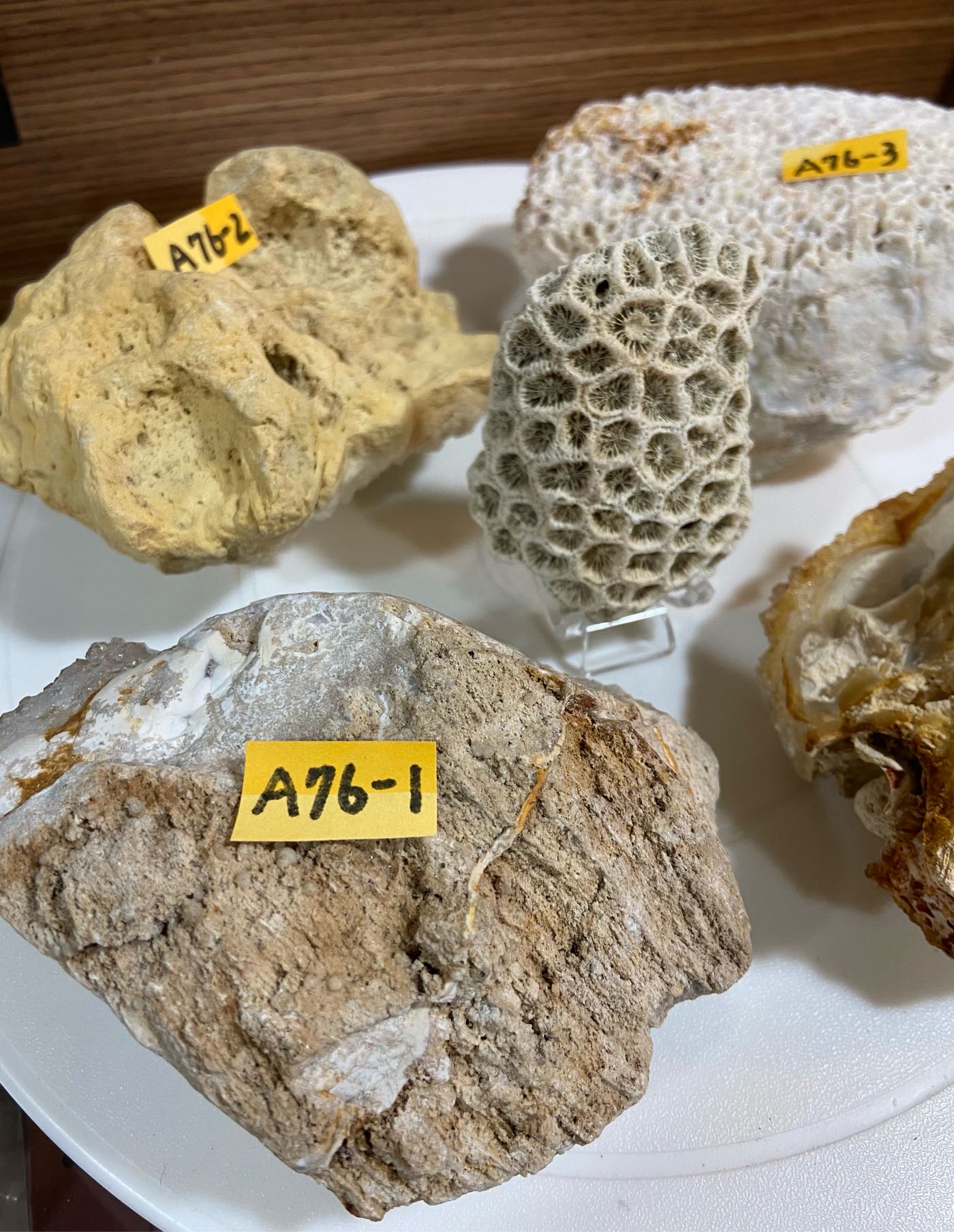 嚴選 超稀有 天然晶石 珊瑚水晶 原礦 收藏 標本 笙珊瑚石 殼蜂窩管珊瑚