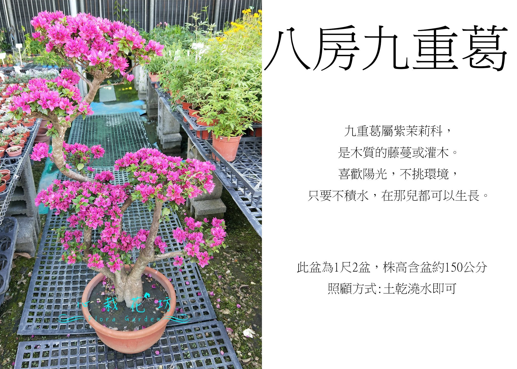 心栽花坊 八房九重葛 日本九重葛 造型樹 盆景 開花植物 售價3500特價3000 Yahoo奇摩拍賣