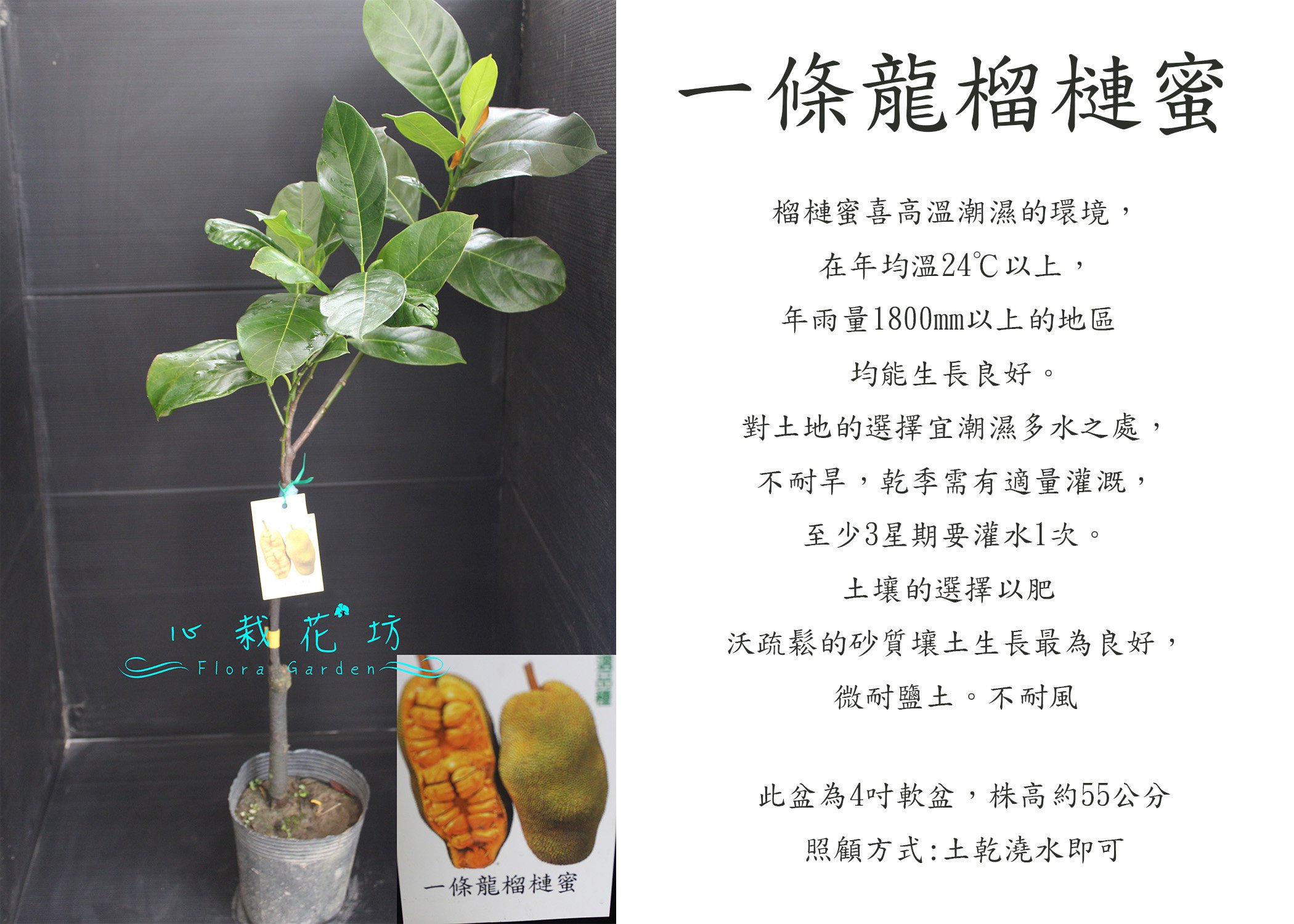 心栽花坊-一條龍榴槤蜜/榴槤蜜品種/嫁接苗/水果苗/售價500特價400