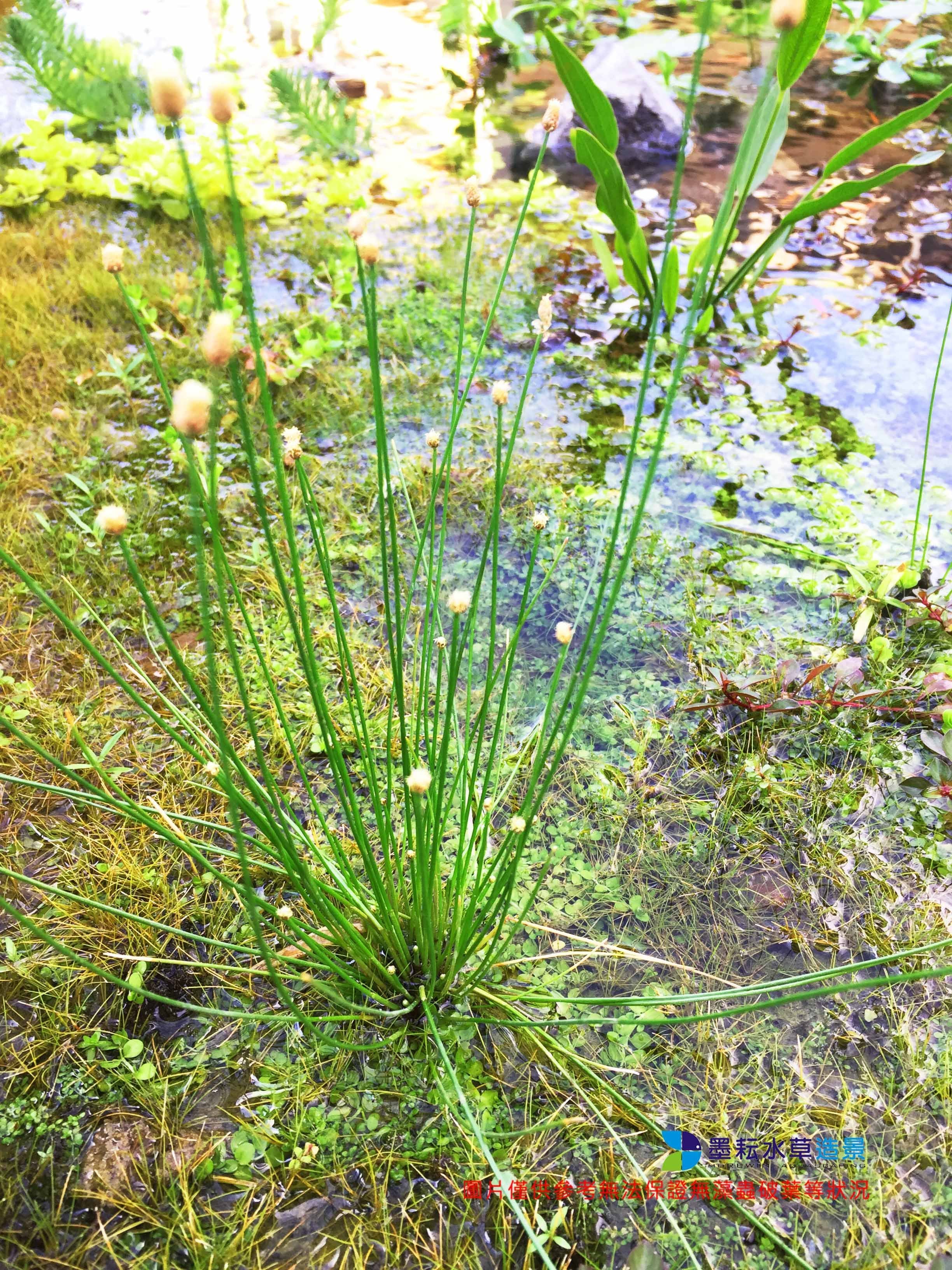 墨耘水草造景 大鼓精 大古精 水上葉 1株 50元耐水性水生植物水陸缸兩棲 Yahoo奇摩拍賣