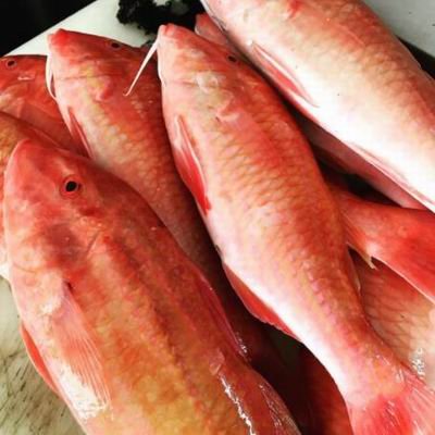 【澎湖秋姑魚(日本緋鯉)-約2斤/組】新鮮魚貨乾淨處理產地直送(秤重計價)-2501003